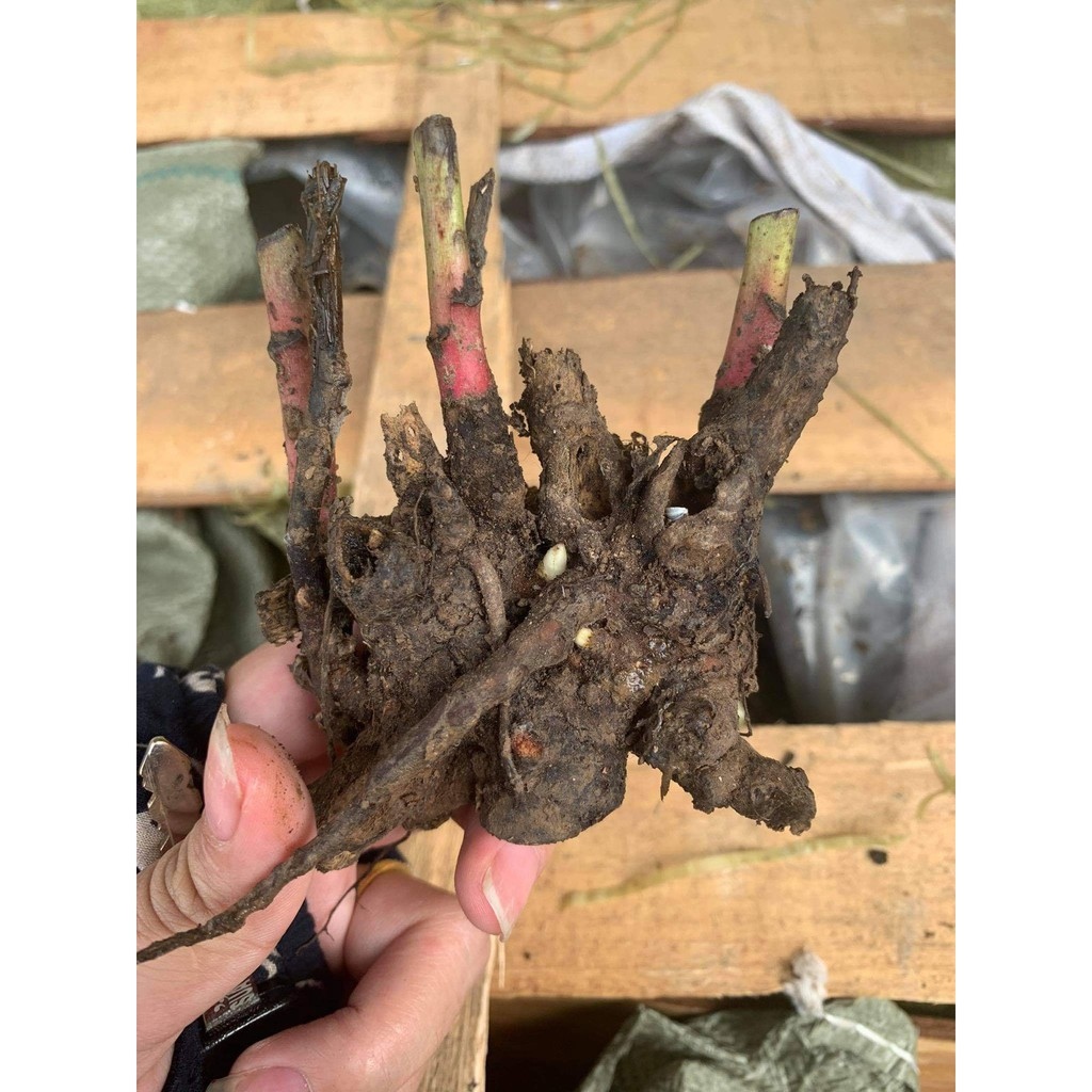 Hot-selling household goods Củ hoa mẫu đơn cánh kép nhiều màu củ cây hoa mẫu đơn đã nảy nhiều mầm