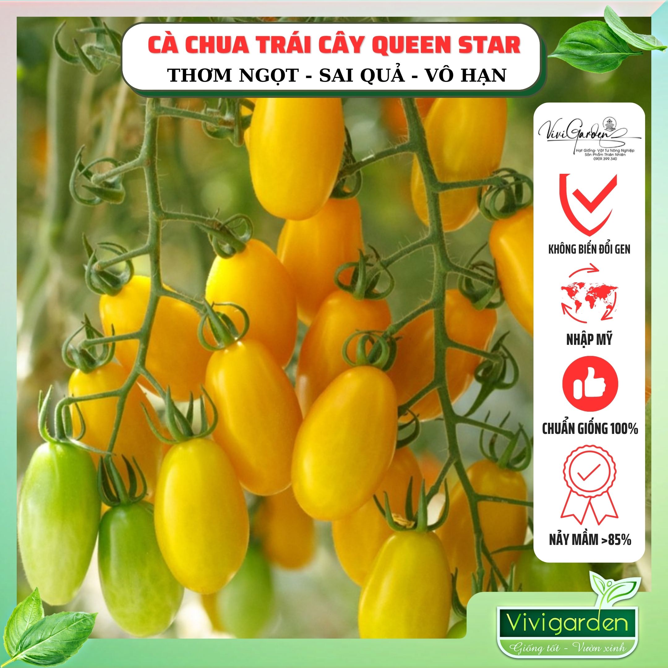 Hạt giống Cà Chua Queen Star F1 chịu nhiệt - Cà chua Nữ Hoàng nhập Mỹ cao cấp