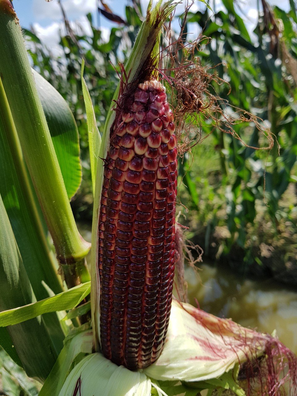 [HCM]Hạt giống bắp Nữ Hoàng đỏ - gói 50 hạt