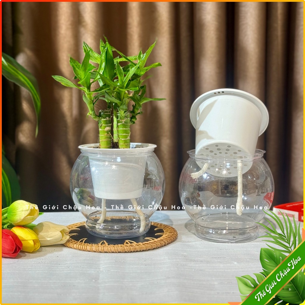 Bình nhựa thuỷ sinh trồng cây thông minh chậu tự tưới trồng cây và hoa trang trí văn phòng bàn làm việc phòng khách