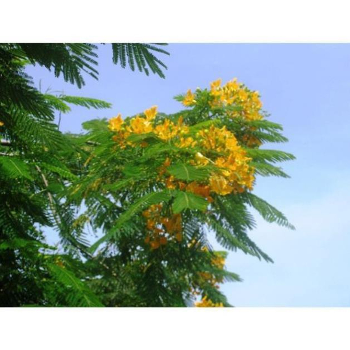 Combo 5 bầu cây giống cây hoa phượng vàng siêu đẹp