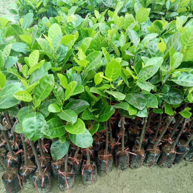 Cây mít thái siêu sớm