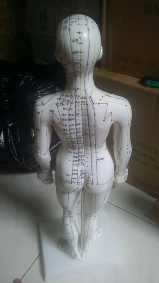 Mô hình huyệt vị châm cứu người nam, nữ