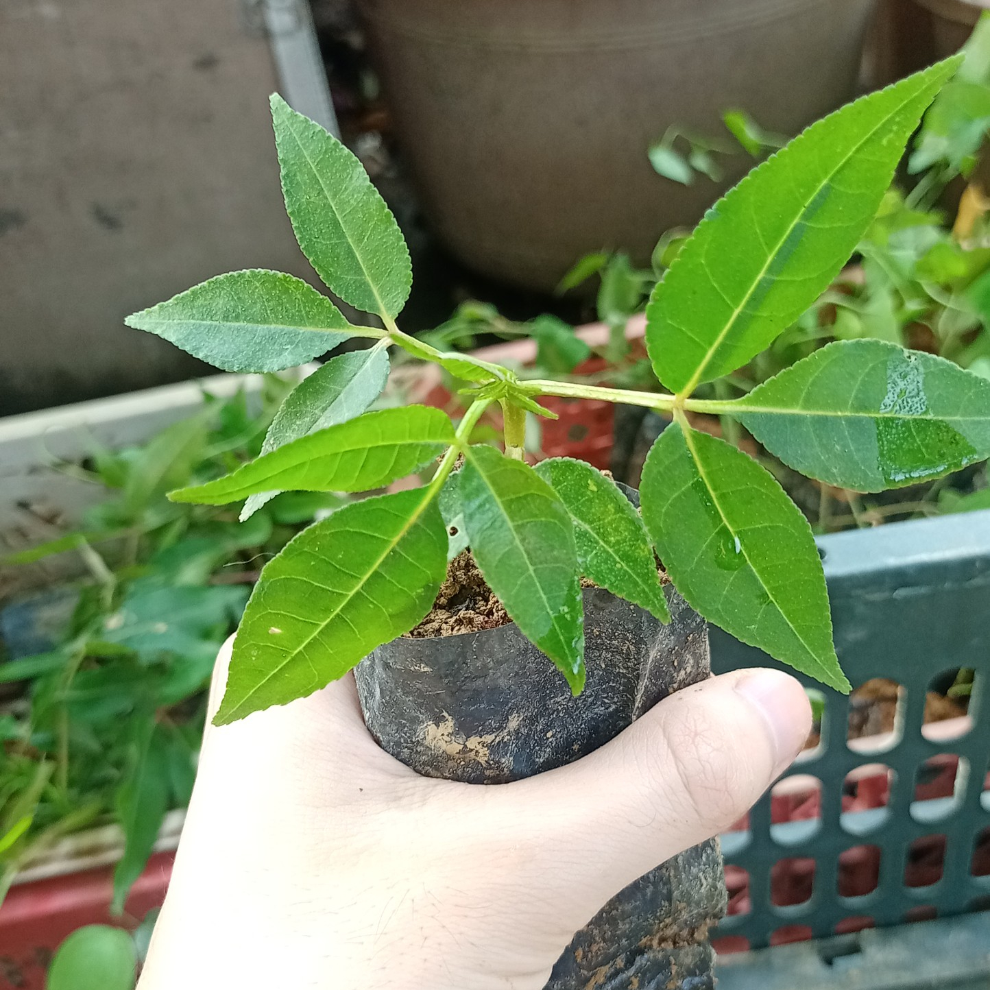 KHUYỄN MÃI 2 BẦU KIM VÀNG 🍄 Bầu giống cây MẮC KHÉN uy tín tại Hà Nội