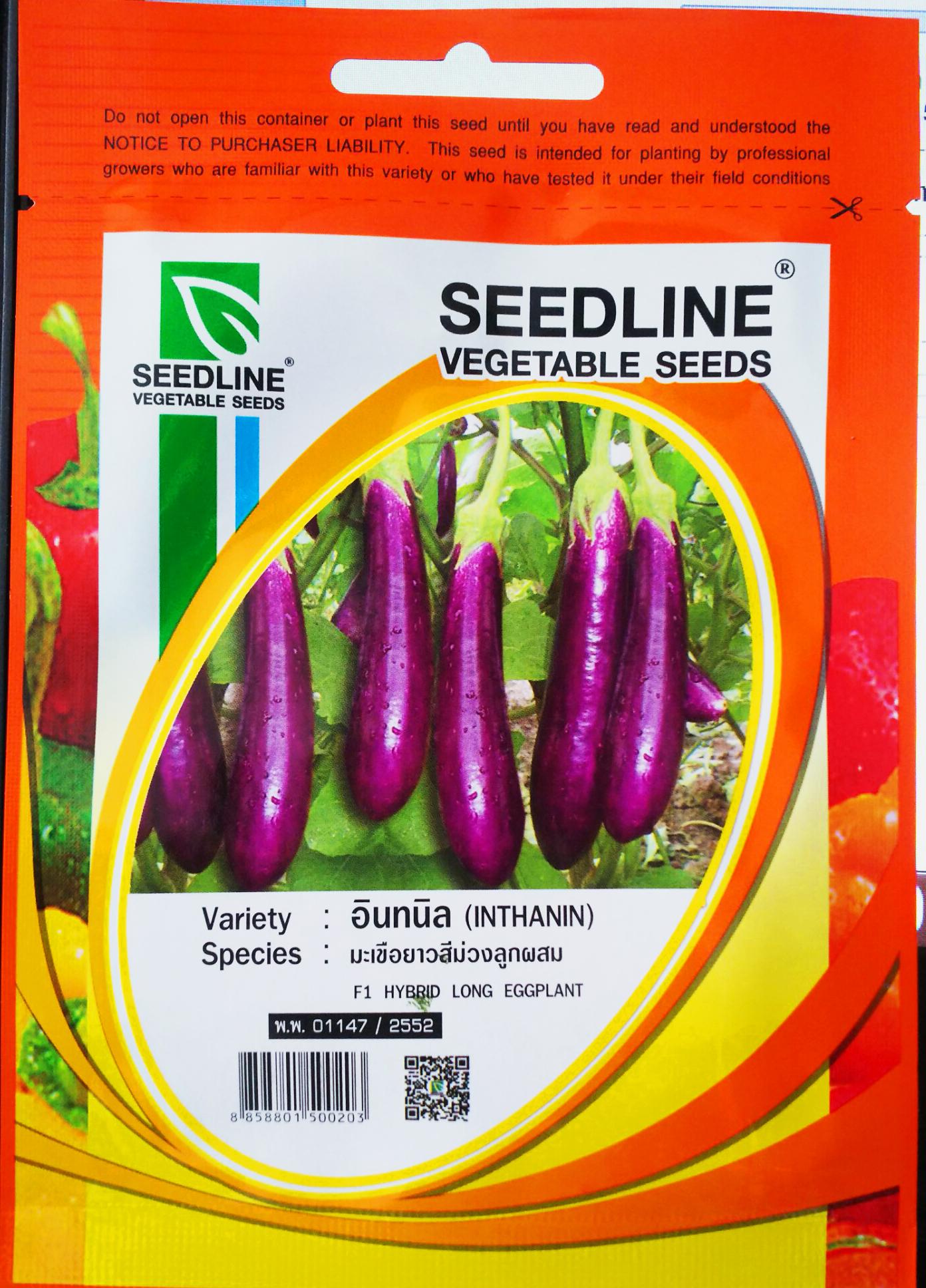 [HCM]GÓI 300 HẠT CÀ TÍM SIÊU TRÁI THÁI LAN _NÃY MẦM CỰC TỐT .