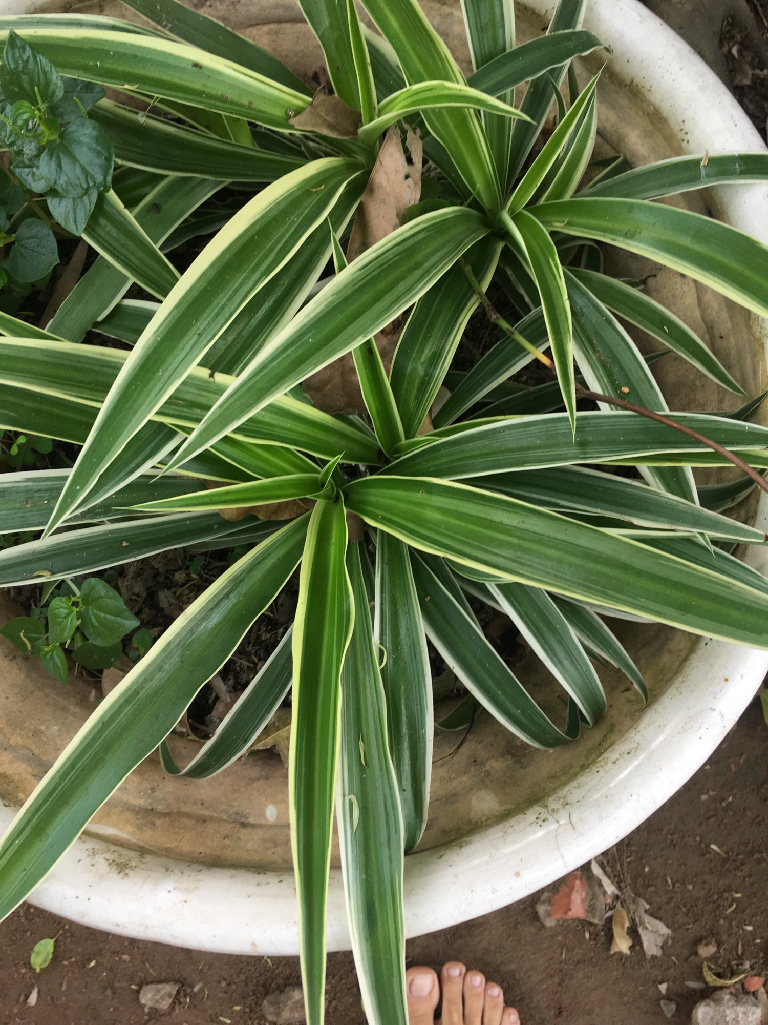Cây Ngải nàng rù