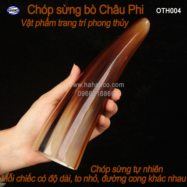 Chóp sừng bò Châu Phi phong thủy- HOT nhất của năm trâu vàng 2021 - giàu sang/phú quý/thịnh vượng [OTH004] HAHANCO