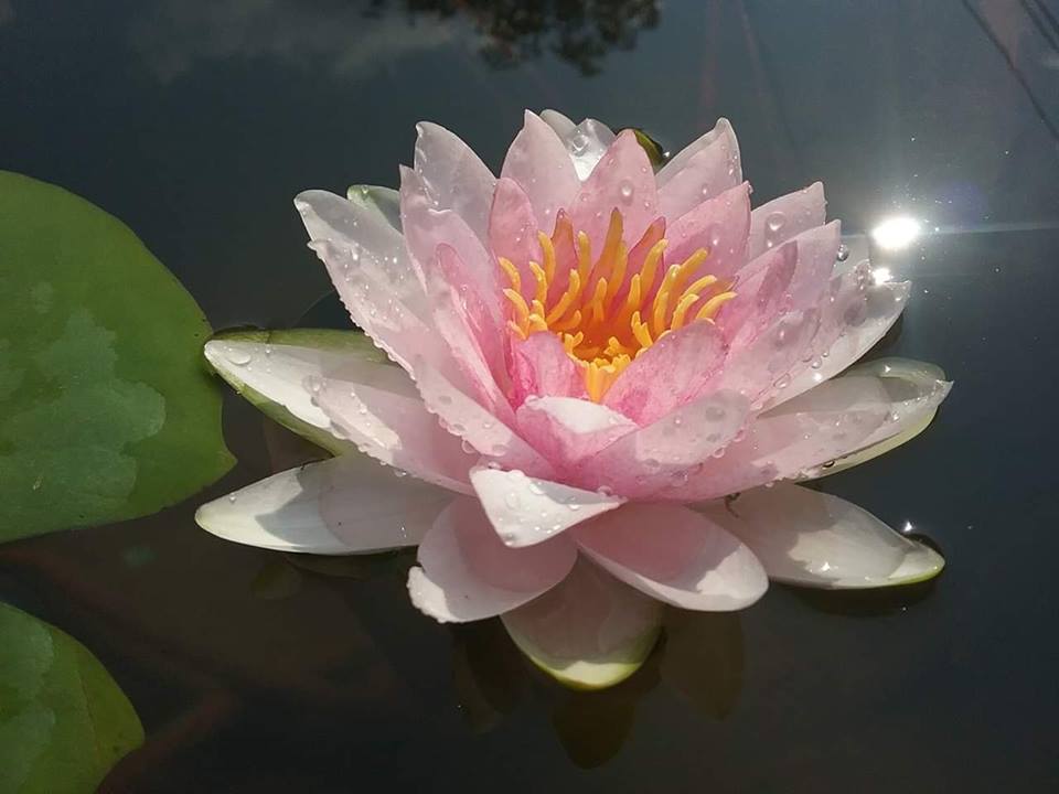 ( Chỉ gưi miền bắc- trung ) [RẺ VÔ ĐỊCH] Củ hoa súng Thái Lan màu hồng phúc K-02