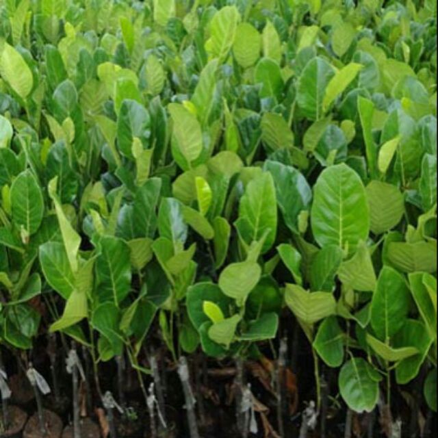 Giống cây mít không hạt - C005