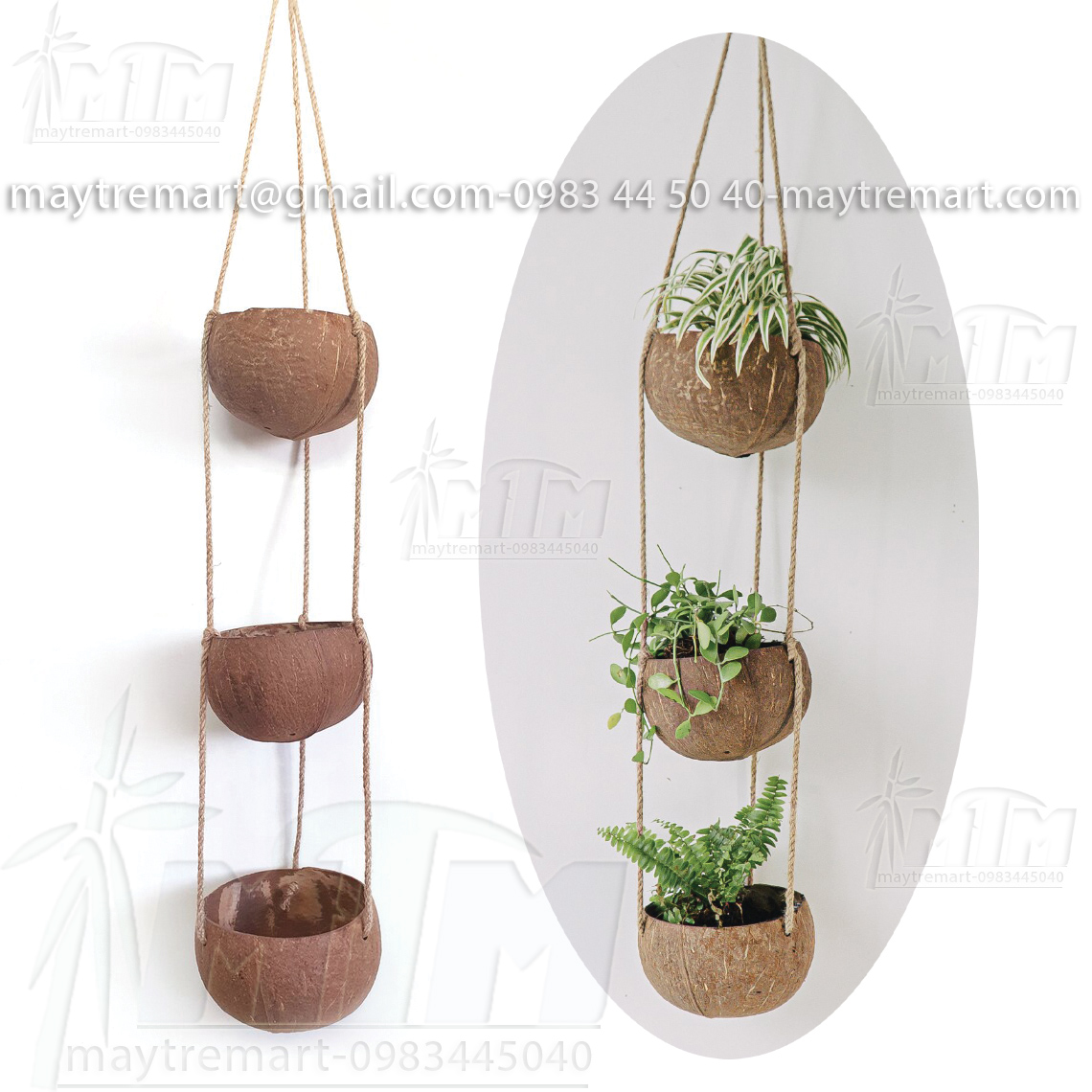 Chậu gáo dừa, dây gáo dừa trồng cây