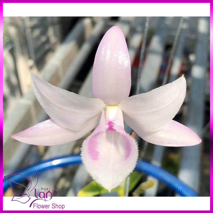hoa lan giả hạc, phi điệp hồng mỹ nhân
