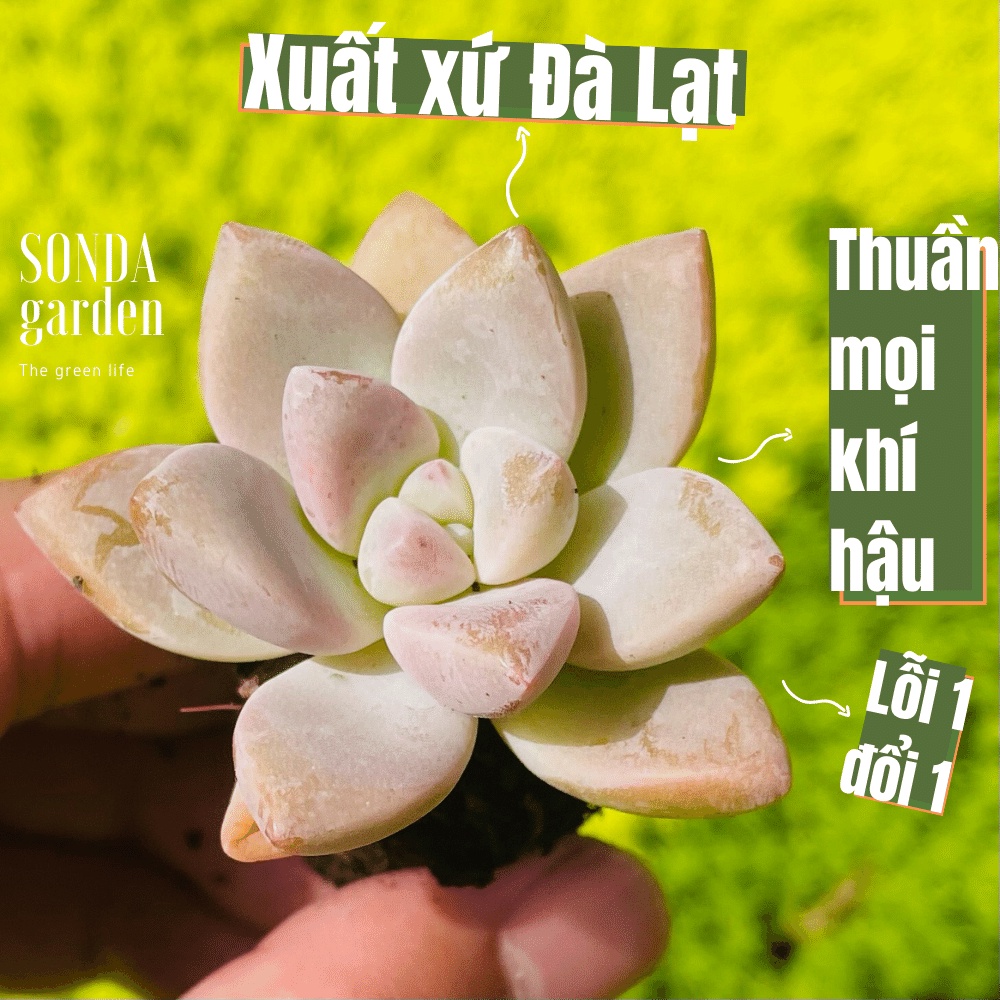 Sen đá pink gem sonda garden size mini 2.5-4cm, cây cảnh trang trí nhà cửa, lỗi 1 đổi 1