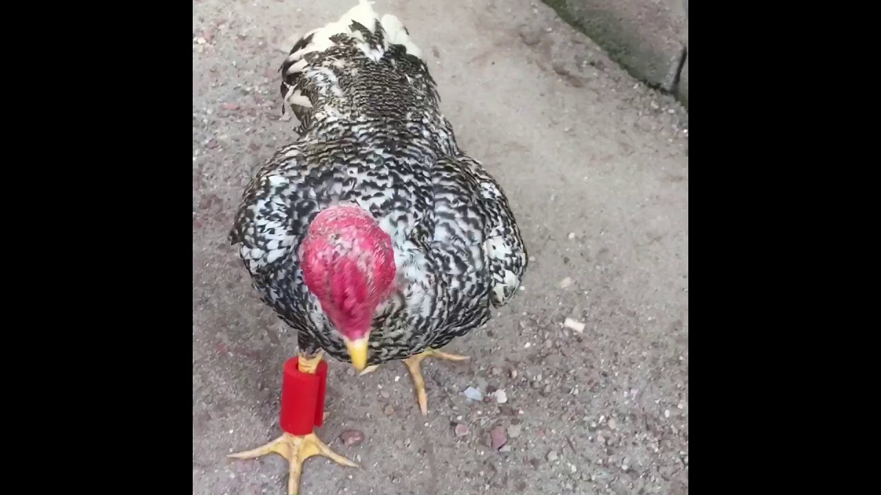 TẠ ĐEO CHÂN CHO GÀ CHỌI-tạ luyện tập cho gà đá-dụng cụ hỗ trợ thể lực chiến kê