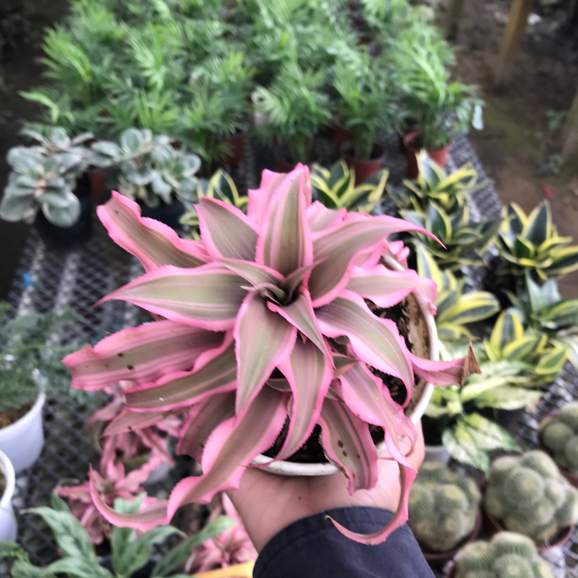 caykiengsadec - Dứa tiểu phụng + tặng phân bón cho cây