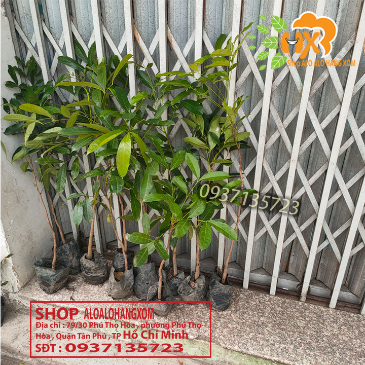 Combo 5 cây xà cừ -cây giống
