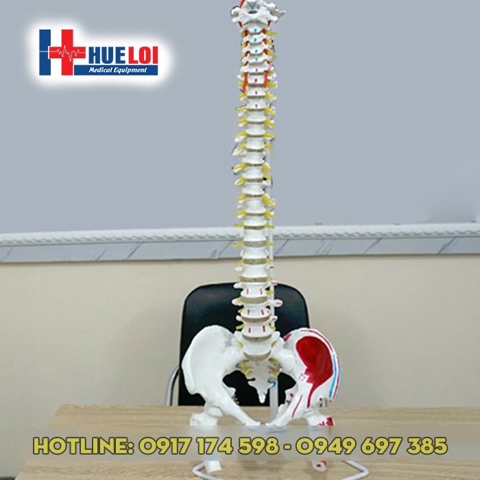 Mô hình thực hành giải phẫu xương cột sống 83cm