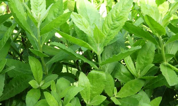 Cây cúc  tần (từ bi) phơi khô 1 ký