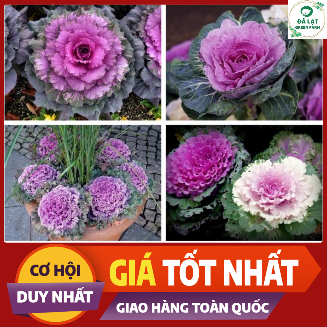HẠT GIỐNG BẮP CẢI HOA HỒNG - Loại Rau Quý, Ăn Ngon, Trồng Làm Cảnh Đẹp.