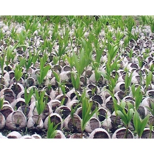 Cây giống dừa sáp - chuẩn giống f1 , siêu quả ngọt thơm mát