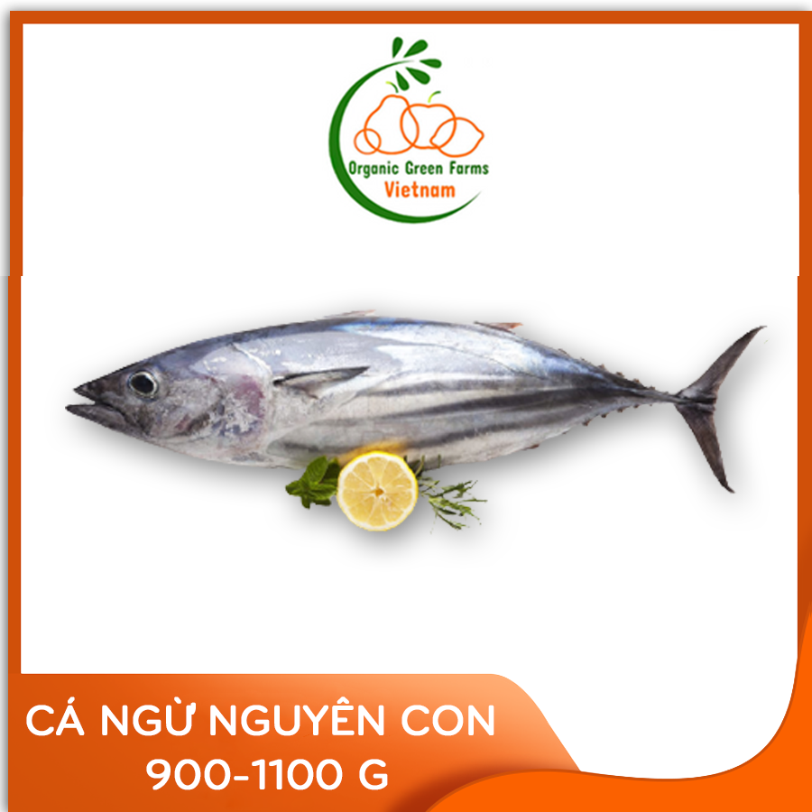 [OGF] - Cá ngừ nguyên con (900 - 1100 g) - [Giao nhanh TPHCM]