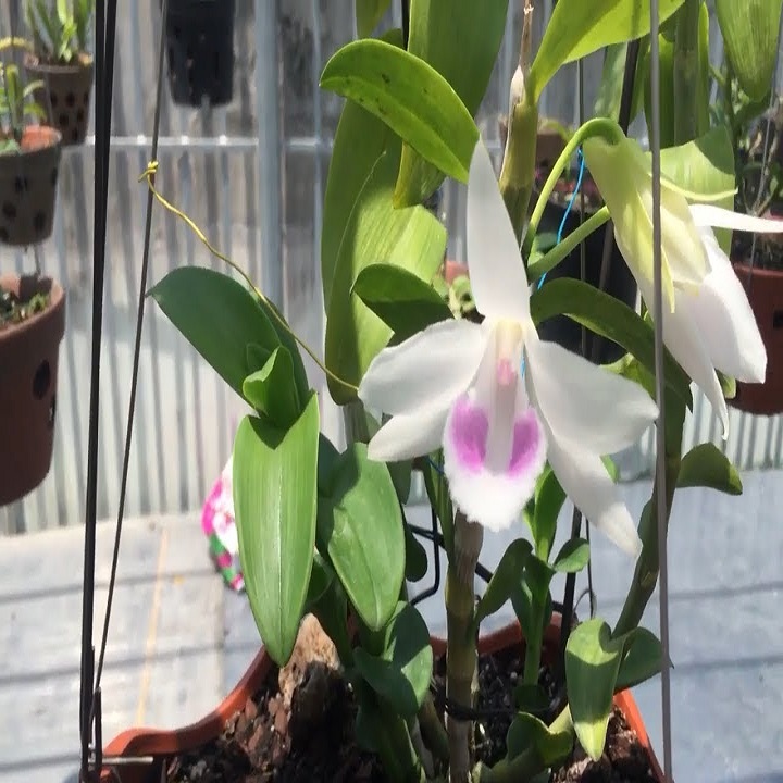 Hoa lan - 5CT mắt mờ hải dương