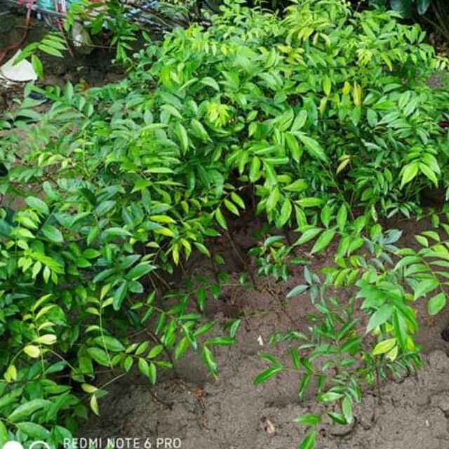 Cây sấu giống cho ăn quả sau 1 năm