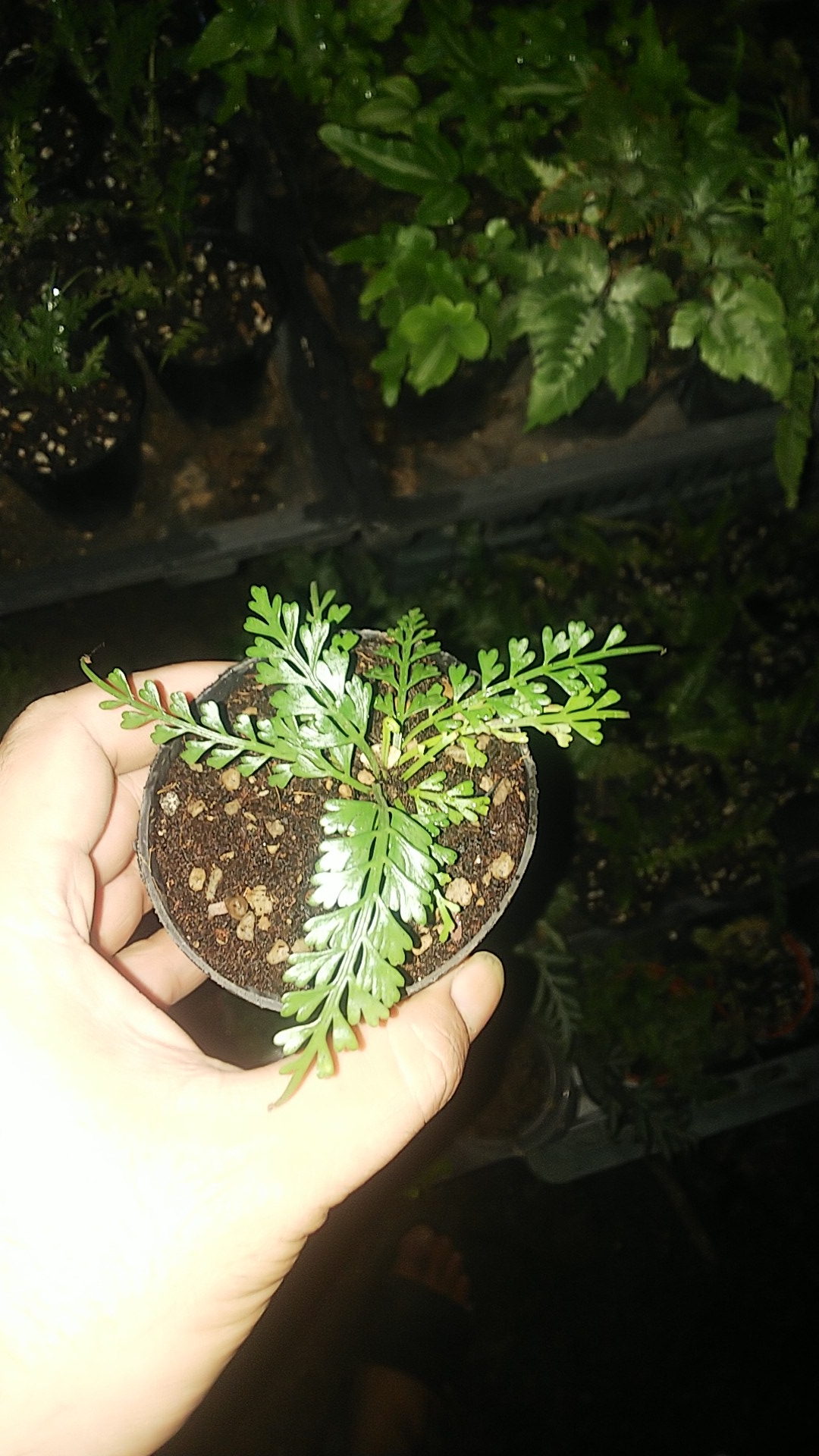 Chậu dương xỉ xương cá làm terrarium, bán cạn, tiểu cảnh thủy sinh