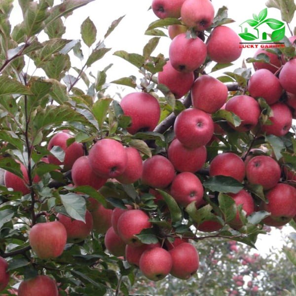 276A Hạt Giống Táo Đỏ Lùn (15 Hạt) Đến Mùa Trồng Tết