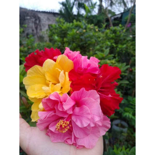 Cây râm bụt đang nụ