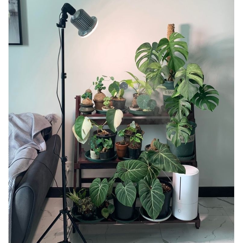 Đèn Quang Hợp LGL 50W, Đèn Trồng Cây Trong Nhà, Ánh Sáng Nắng Sớm Giúp Ra Ở Chồi Kiểng Lá & Ra Mầm Ở Cây Hoa, Sen Đá