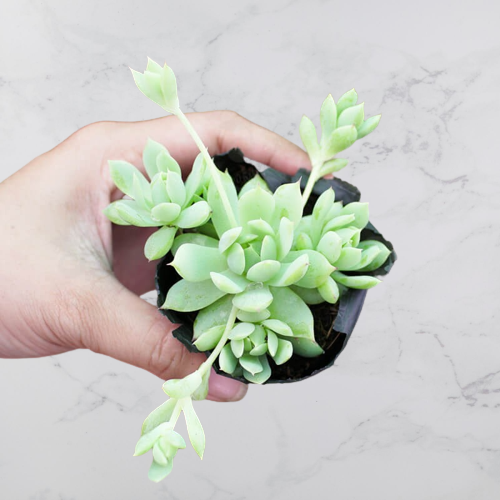 Sen đá dù kim, sen đá đà lạt, size bầu 3-5cm, lỗi 1 đổi 1