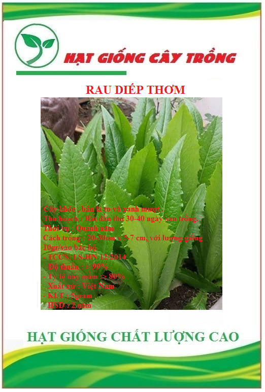 Hạt giống rau diếp thơm ct558 - gói 3gram