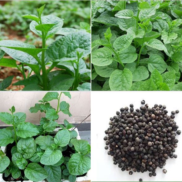 Hạt giống rau mồng tơi  xanh - gói 20gram