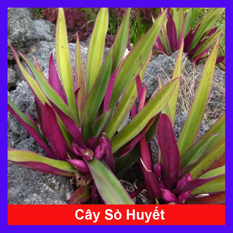 Cây Sò Huyết - cây cảnh mini - cây cảnh để bàn - caykiengsadec