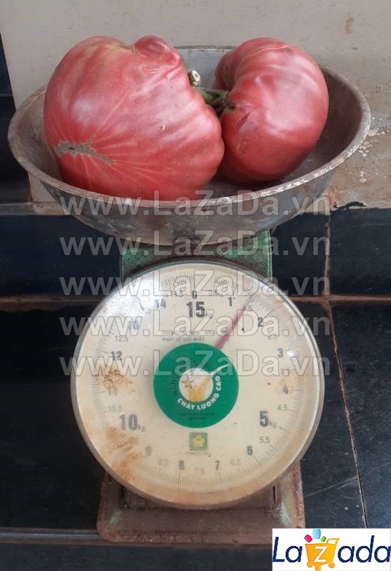 10h hạt giống cà chua ngọt đại 200kcd belgium