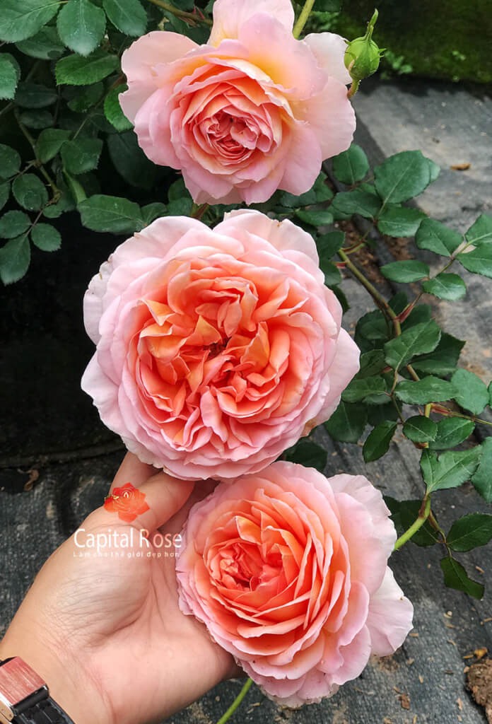 Cây hoa hồng leo Abraham nguyên bản trưởng thành cao 70 cm đang hoa