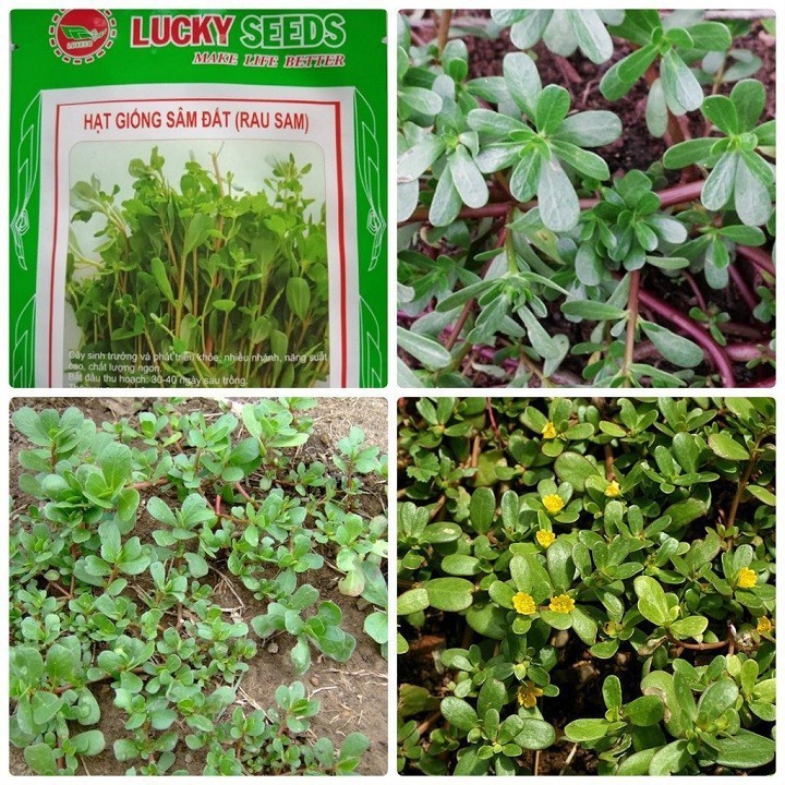 Túi 0.5 Gram Hạt giống rau sam
