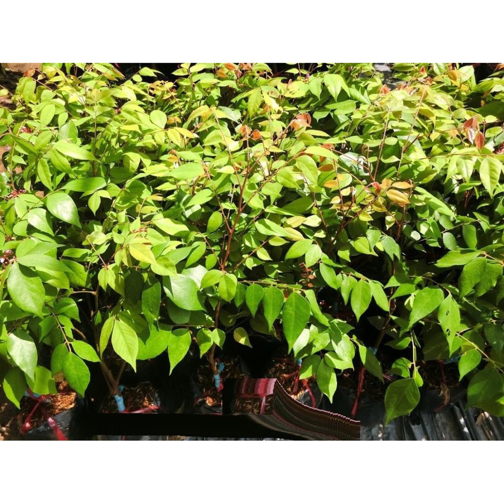 Cây khế chua - cây giống chuẩn f1 - siêu quả, cam kết giống chuẩn