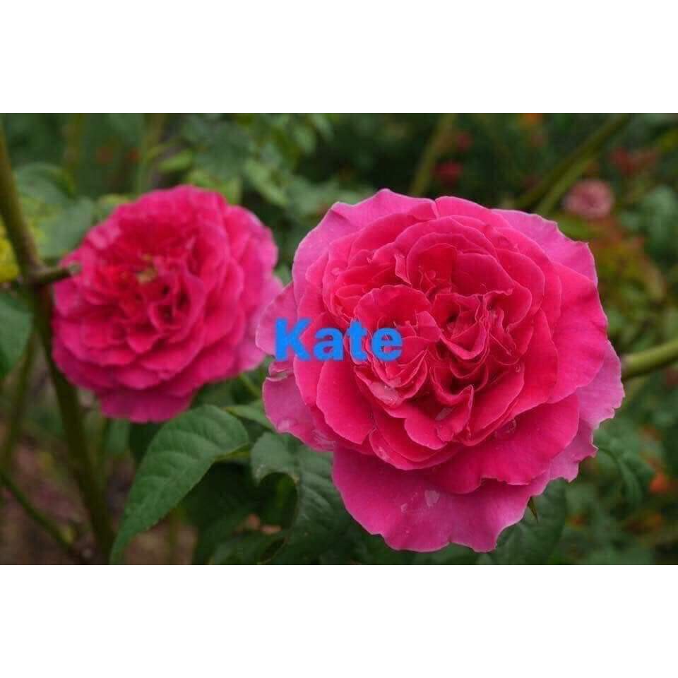 Cành Chiết Hoa Hồng Ngoại Kate. (Giống Hoa Hồng)