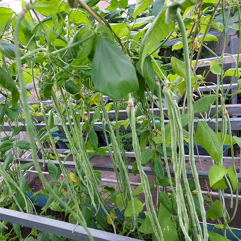 [HCM]Hạt giống đậu đũa cao sản F1 nhanh ra trái - Tặng gói hạt giống ngẫu nhiên