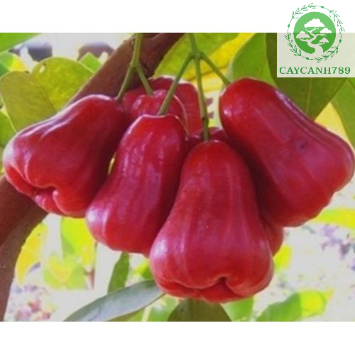 Cây roi đỏ - mận đỏ thái lan cao 1m