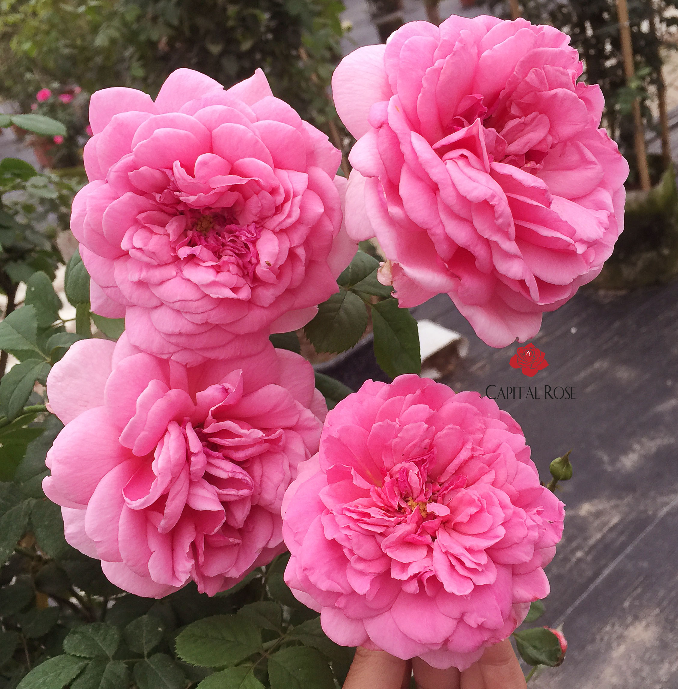 Hoa hồng Kent Rose cây hơn 2 năm tuổi - bầu to cây lớn trưởng ...