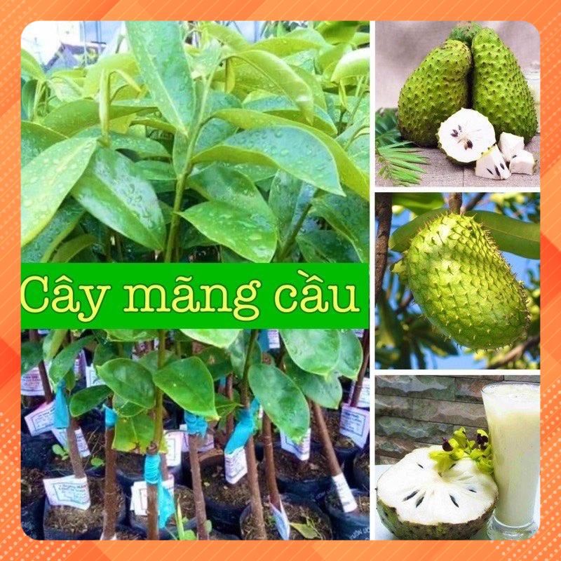 Cây giống mãng cầu xiêm