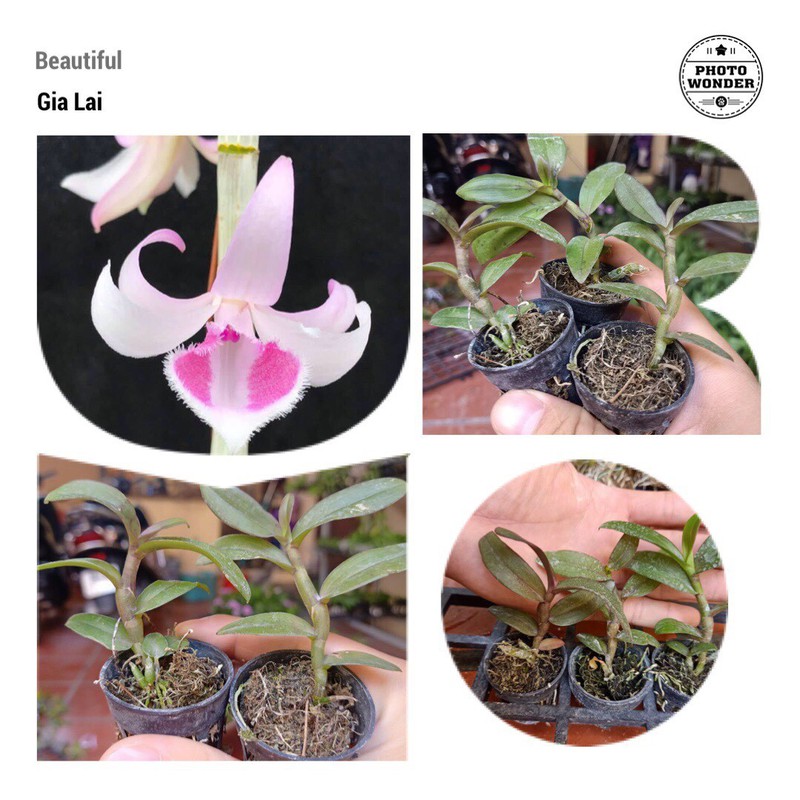 Bộ 8 loại phi điệp hồng nổi tiếng nhất việt nam hiện nay :Hồng trời đánh , hổ phách , liên anh , yên thủy , gia lai , á hậu , mỹ nhân, hồng xòe - PĐH