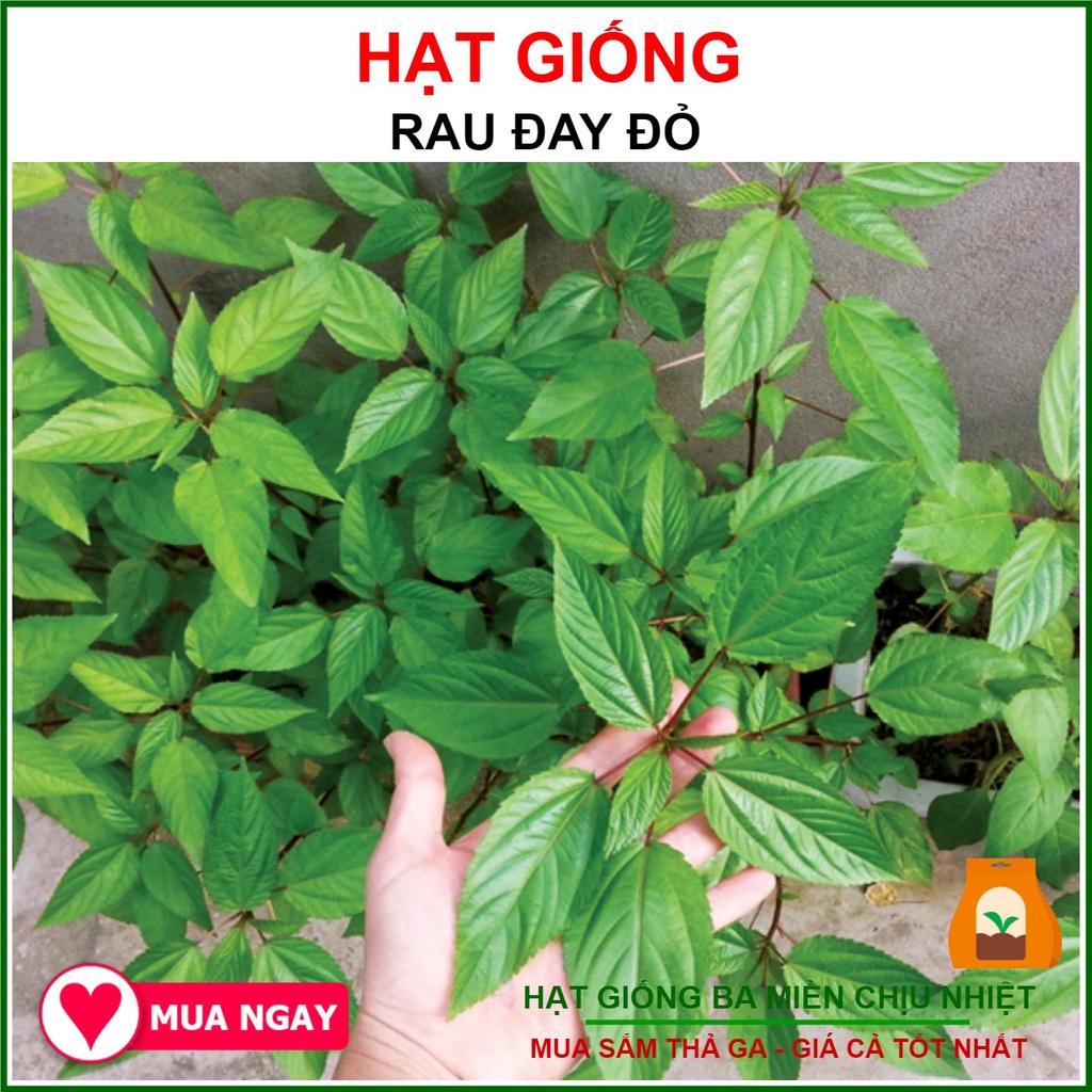 20g - hạt giống rau đay xanh, đỏ