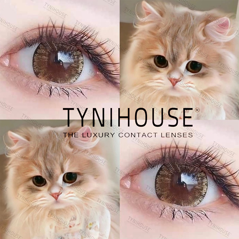   1 CẶP  Kính Áp Tròng Lens Mắt NÂU Tây Mắt Mèo ICY BROWN Giãn To 14.5mm Cận  0-6  kèm Khay 