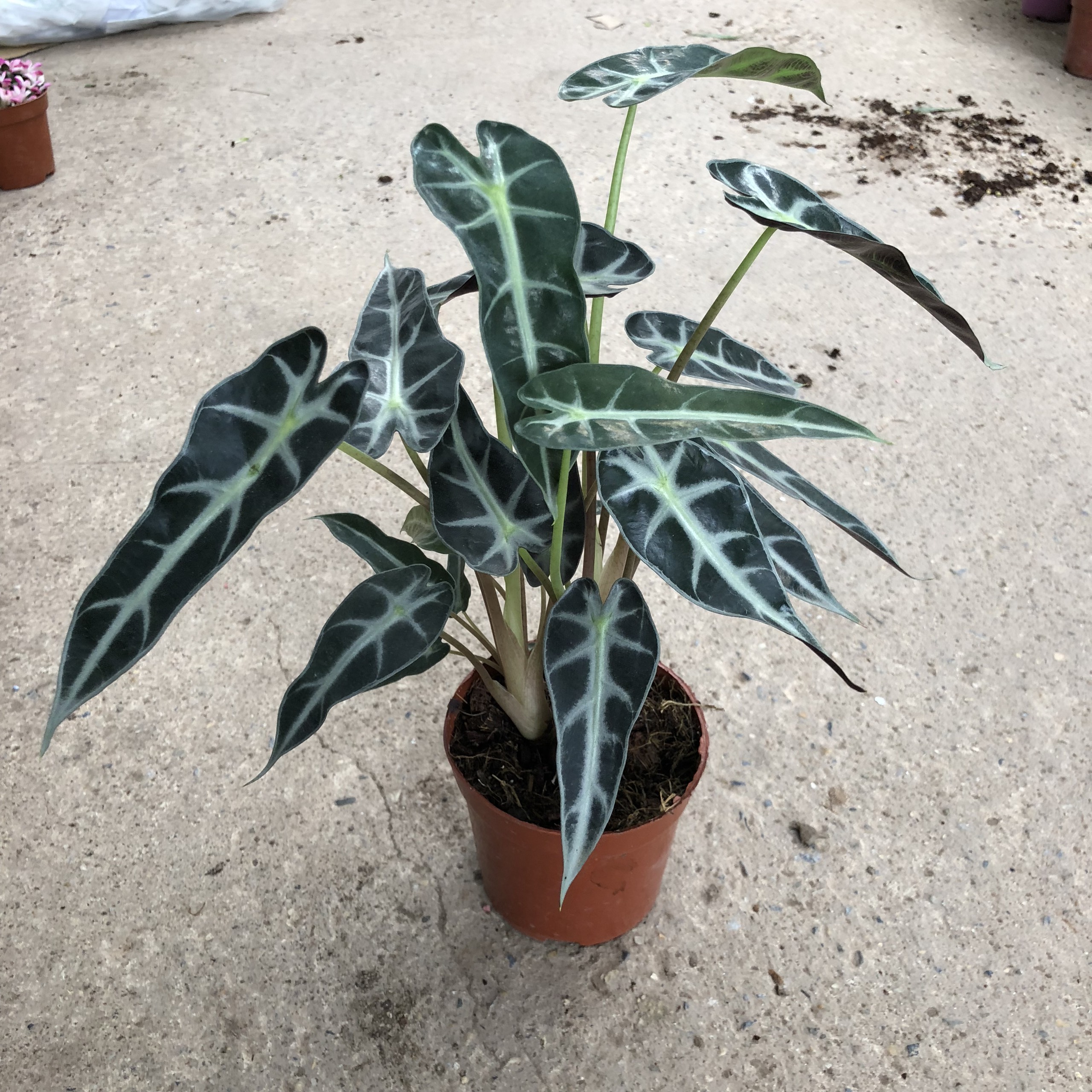 Cây  môn quan âm mini để bàn, chiều cao 25-30cm, bụi to đẹp lá nhìn bắt mắt, thích hợp trang trí nội thất bàn làm việc