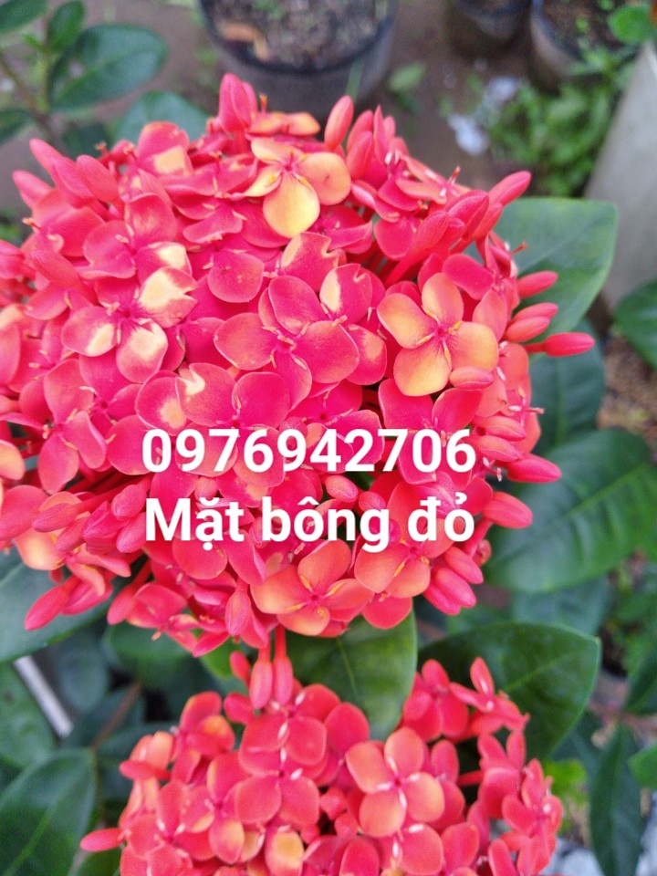 Cây hoa mẫu đơn tàu thái màu đỏ siêu đẹp loại đại 40-50cm