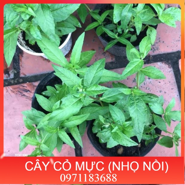 Cây cỏ mực/cây nhọ nồi nhà vườn trồng lh 0982 772 015