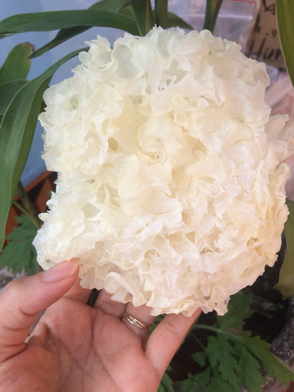 1kg nấm tuyết trắng